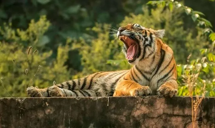 From Delhi : 6 Days Delhi, Jaipur, Agra & Ranthambore By Car