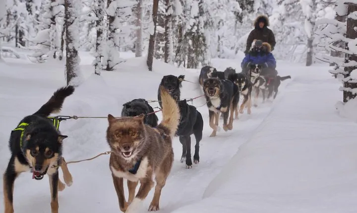 Sit Back and Relax Morning Husky Tour