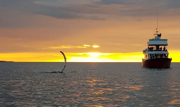 Magical Whales in the Midnight Sun | from Reykjavik