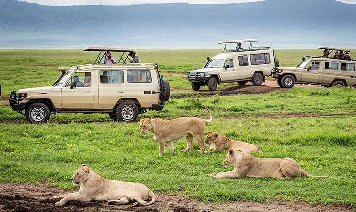 1-Day Special Offer Safari to Ngorongoro Crater.