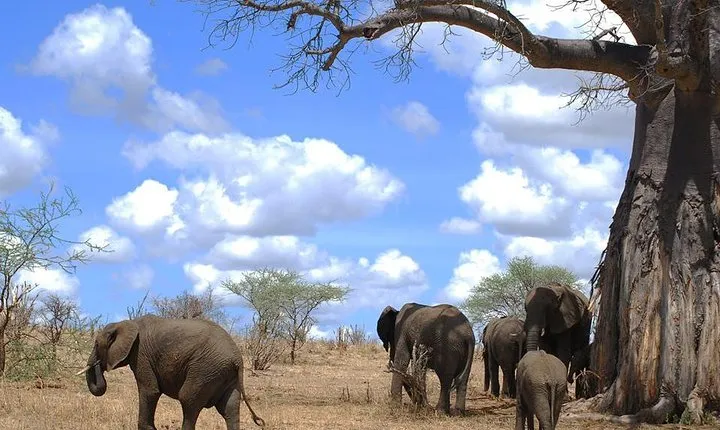 3 Days Amzing Safari in Tarangire and Nngorongoro