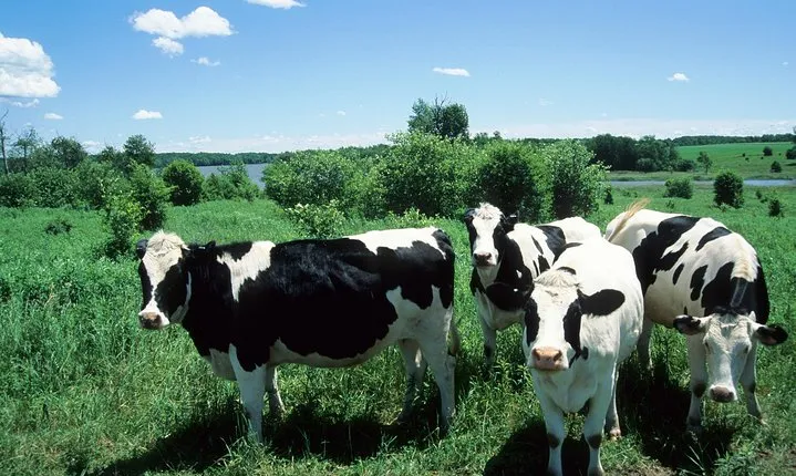 Cow Heaven: A Self-Guided Driving Tour from Point Reyes Seashore to Tomales
