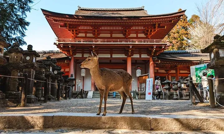 Exclusive Luxury Day Tours Serene Nara