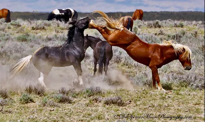 Kicking Red Canyon Wild Mustang Bus Tour Deals 8am Daily
