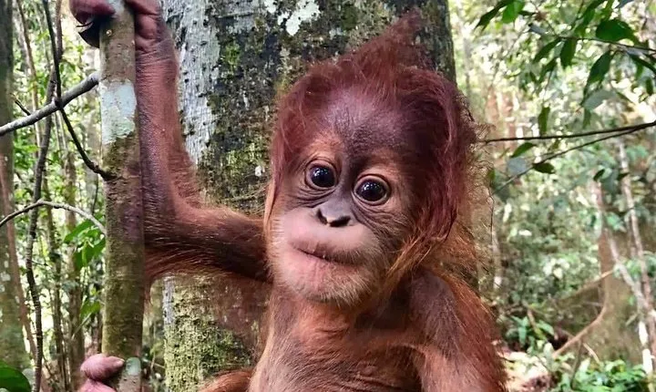Three days orangutans adventure in Gunung Leuser