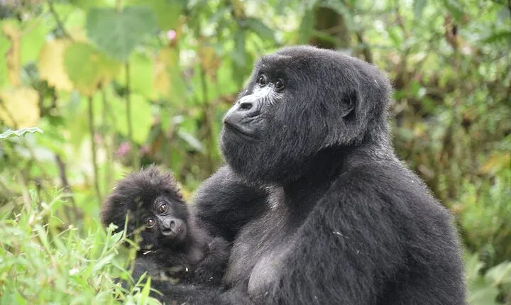 3-Day Tour Package with Gorilla Trekking in Uganda