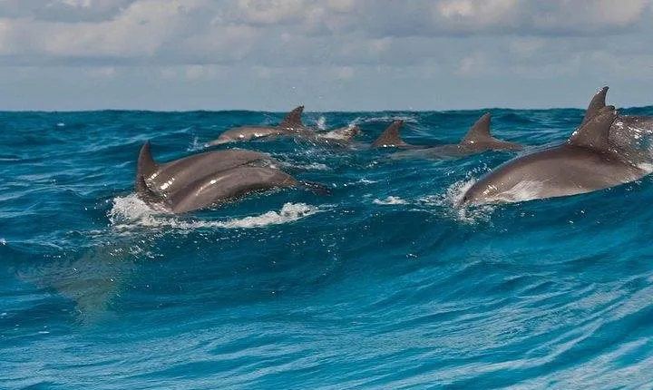 Private Dolphin Tour and Snorkeling at Mnemba Island reef
