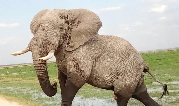 2-Day Tsavo National Park Private Safari from Mombasa