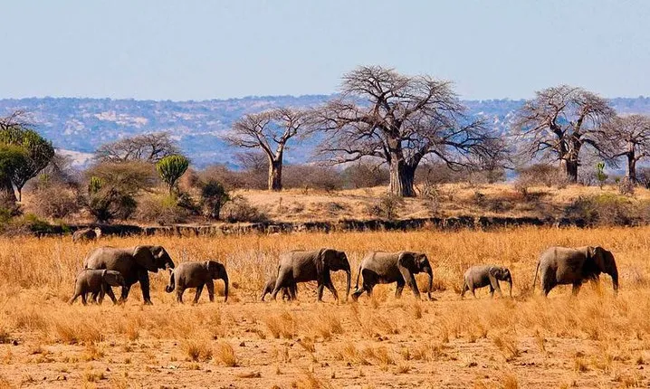 Tarangire National Park Day Tour