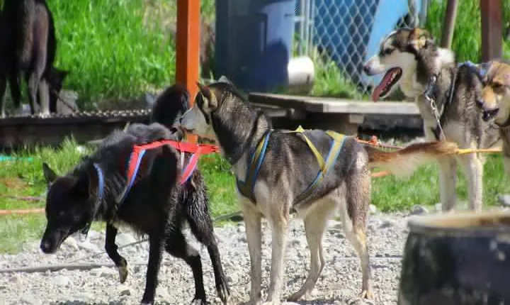 Skagway Shore Excursion: Yukon Dog Sledding and Sightseeing Tour