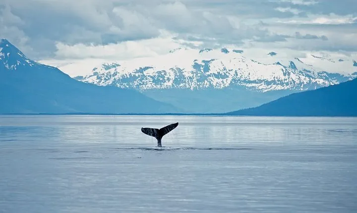 Juneau Wildlife Whale Watching