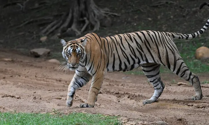 4 Day Golden Triangle Tour With Ranthambore Tiger Safari