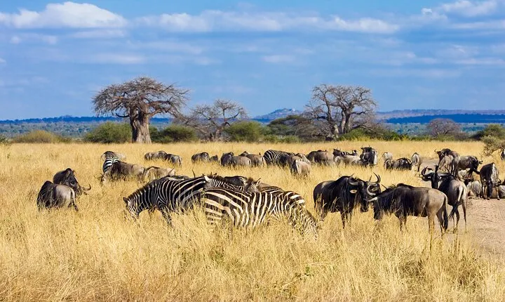 Tarangire Day Safari with Private Guide & Open Jeep Experience