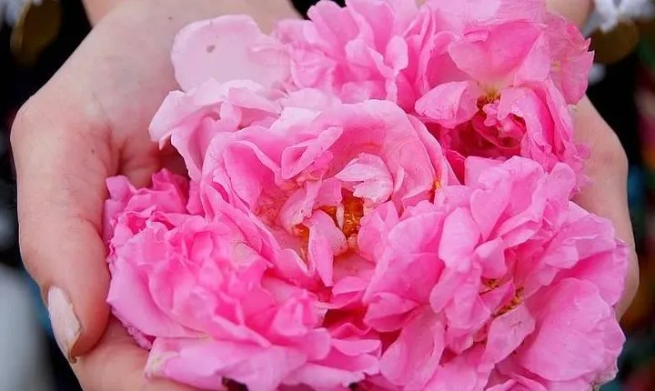 Picking Roses Workshop & Extracting Rose Oil in the Rose Valley