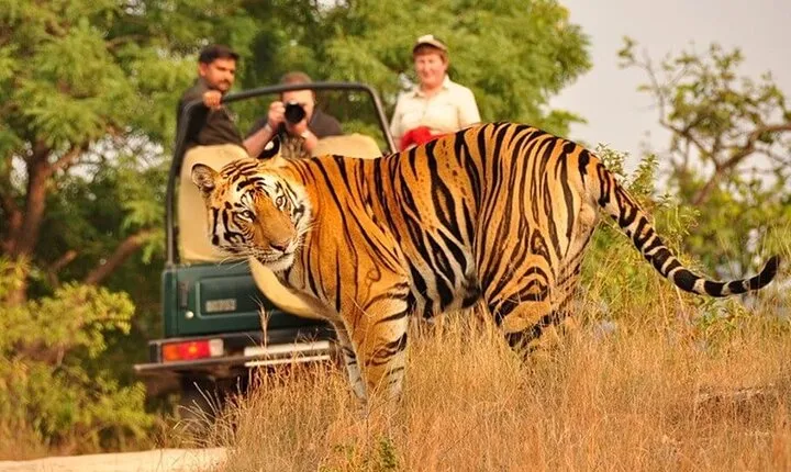 Private 4-Day Tiger Safari and Golden Triangle Tour from Delhi