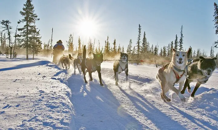 Dogsled Adventure Kiruna