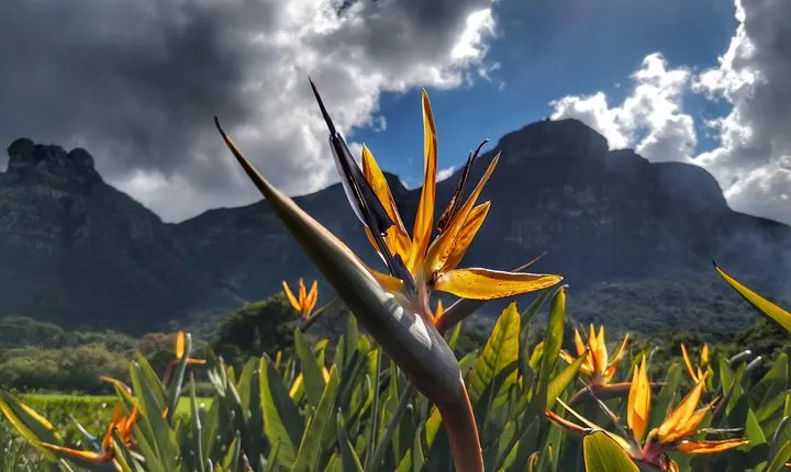 Cape Town: Invigorating Nature Walk