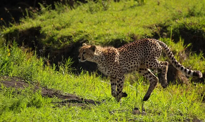 From Arusha: 3-Day Big Cats Safari Serengeti, Tarangire