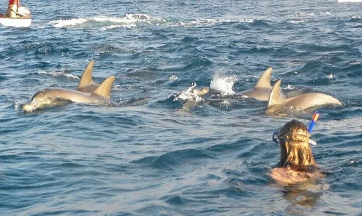 Swim with Dolphins Experience Sea Trip with Lunch - Marsa Alam