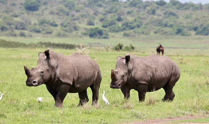 Akagera National Park Guided Day Pass