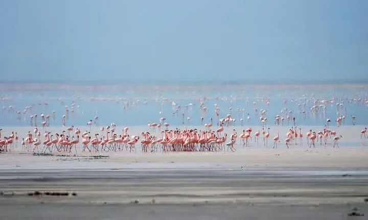 Exploring the Wonders of Lake Manyara, A Full-Day Adventure