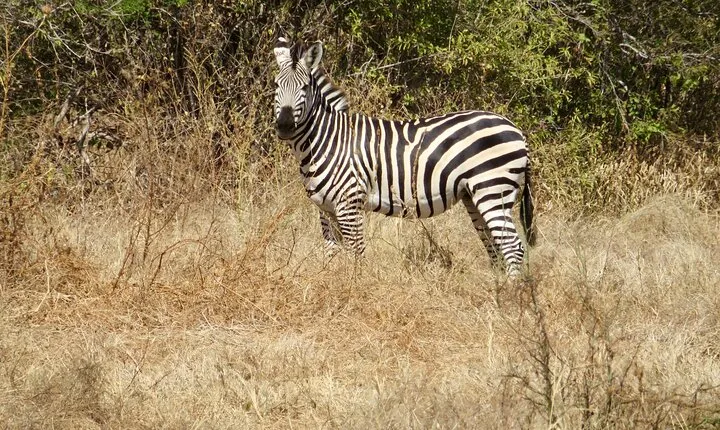 Explore National Parks and Wildlife of Tanzania Safari