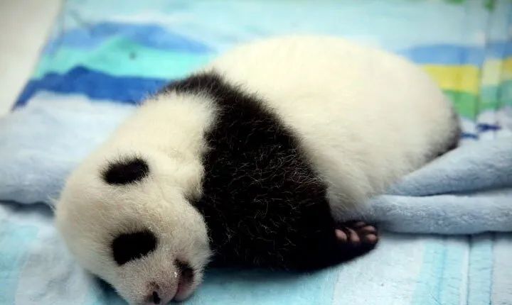 2-Day Private Chengdu Panda Tour