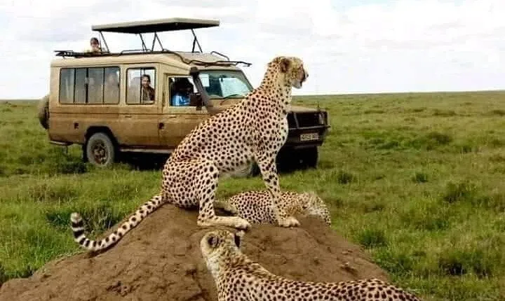3 Days Safari Serengeti NP and Ngorongoro Crater