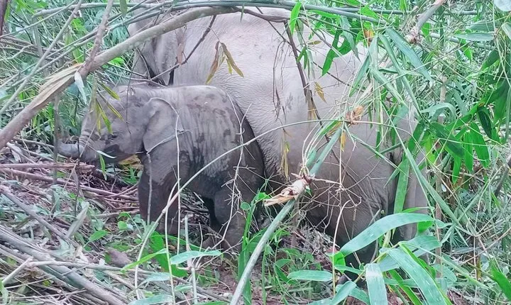 Half Day Afternoon Elephant Observation Tour in Chiang Mai