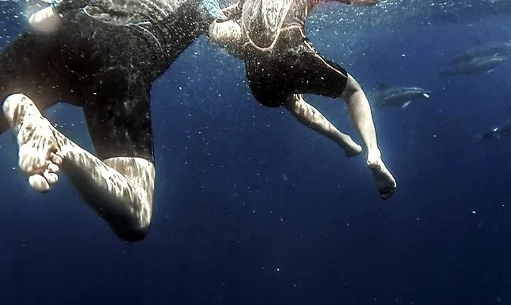 Azores Swim with Dolphins Atlantic Experience