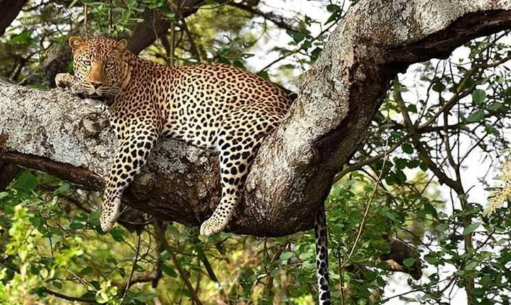 3-Day Meru National Park Private Guided Safari Tour