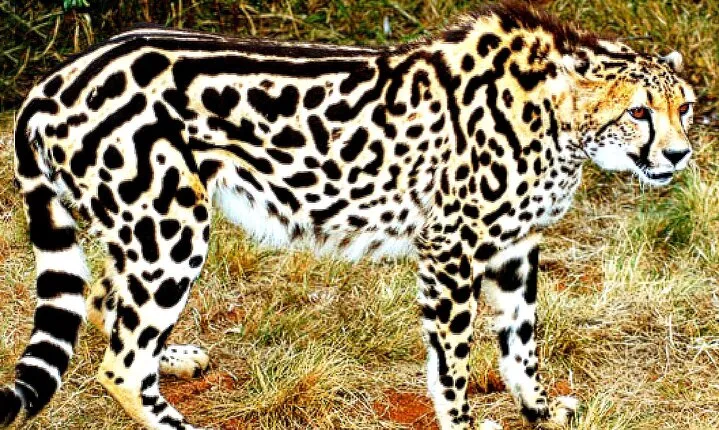 De-wildt cheetah tour