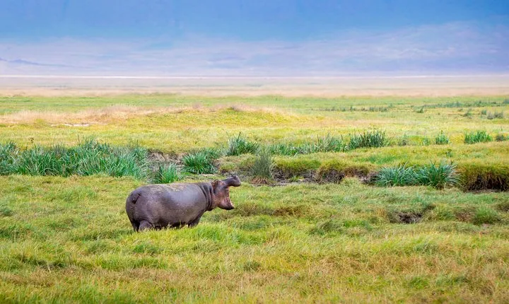 4 Days Tanzania Lodge Safaris