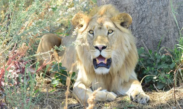 Best 5 Days Tanzania Private Luxury Safari with luxury Lodges