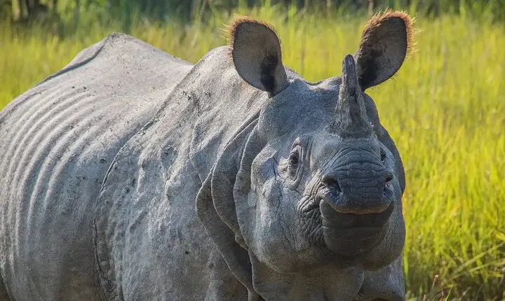 Chitwan Jungle Safari-All inclusive 3 Days Chitwan Tour