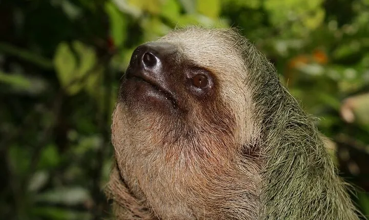 Private tour Arenal Volcano 