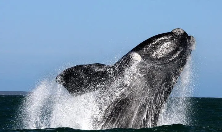 Whale Watching from Gansbaai