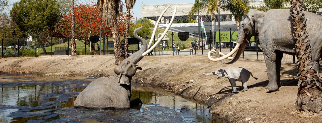 La Brea Tar Pits and Museum tickets