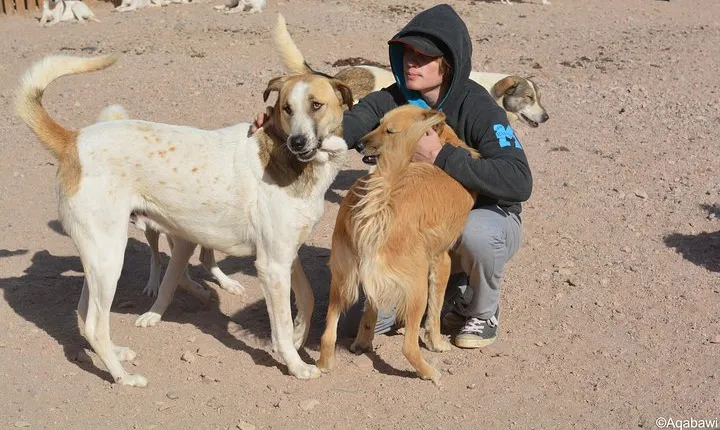 Aqaba Dog Shelter Conservation Experience