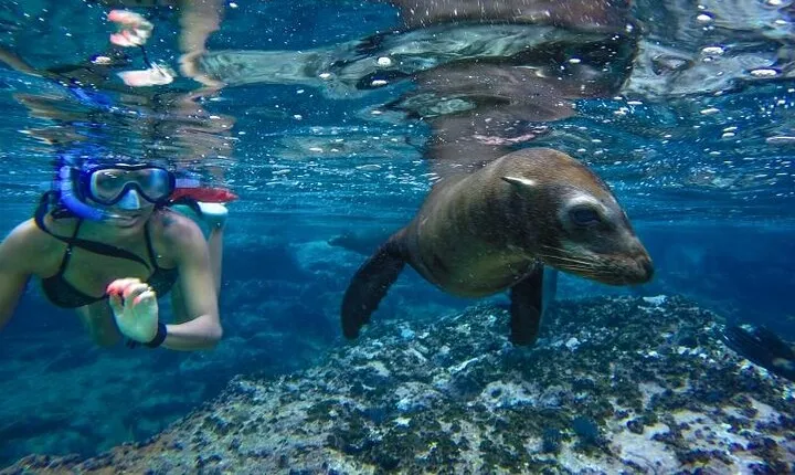Boat Tour and Snorkel at Pelican Rock