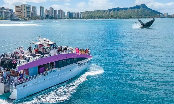 2-Hour Whale Watching from Oahu