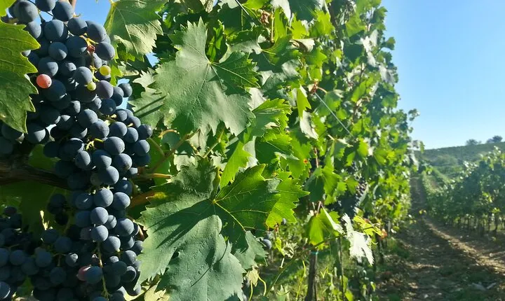 The best of Chianti Classico Wine Private Tour with Dinner in a boutique Estate 