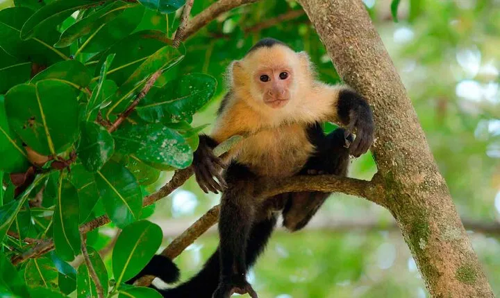 Locally Guided Tambopata Amazon Jungle Tour (4 days)