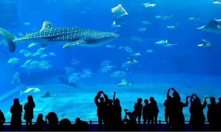 Dubai Aquarium & Underwater Zoo Admission Ticket