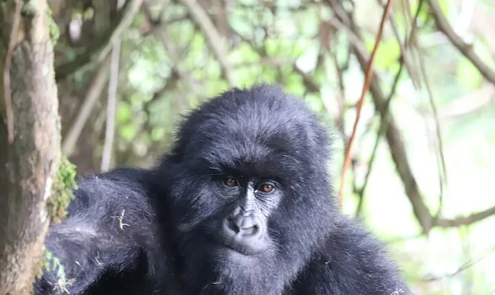 2 Days Private Gorilla Tracking in Uganda from Kigali Rwanda