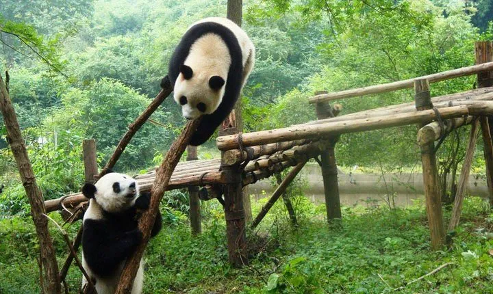 Full day tour to Panda Centre and JinSha Museum