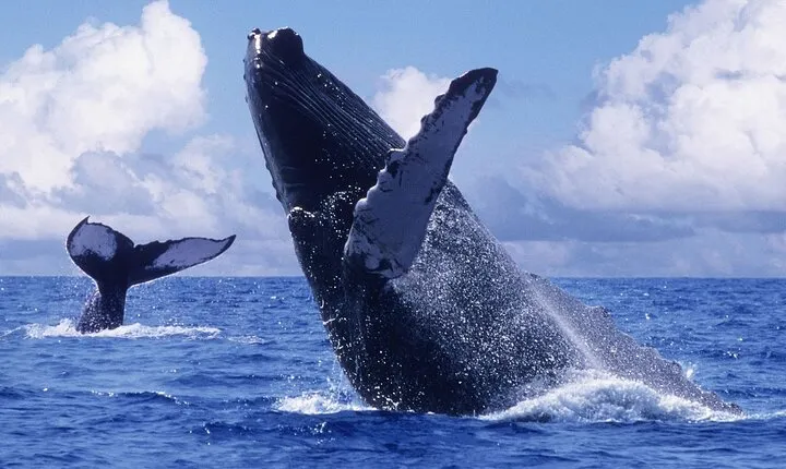 Samana Bay Whale Watching Full Day Tour with Lunch From Punta Cana
