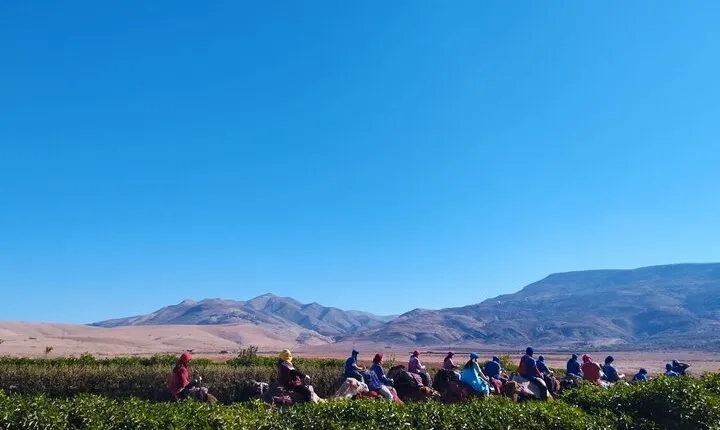 1 Day Tour-Best of the Atlas Mountains &Three Valleys