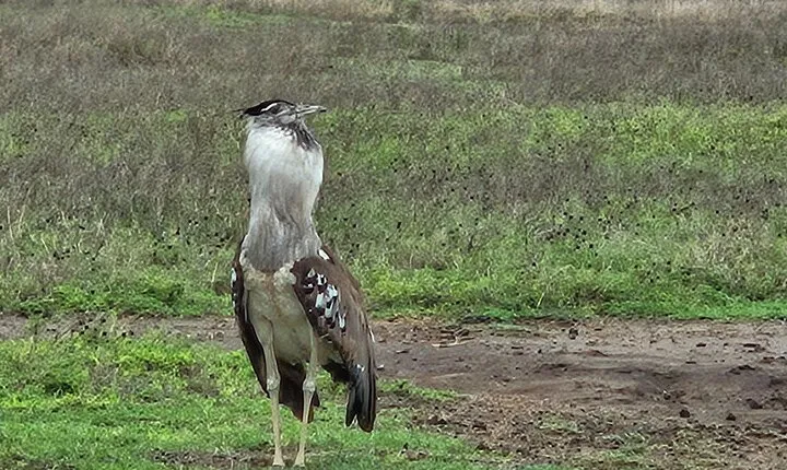 13 Day Ultimate Tanzania Safari