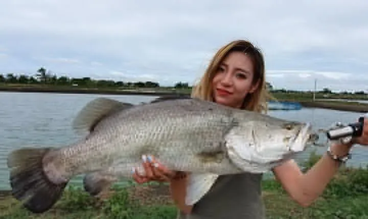 Big Barramundi Lure Fishing Thailand